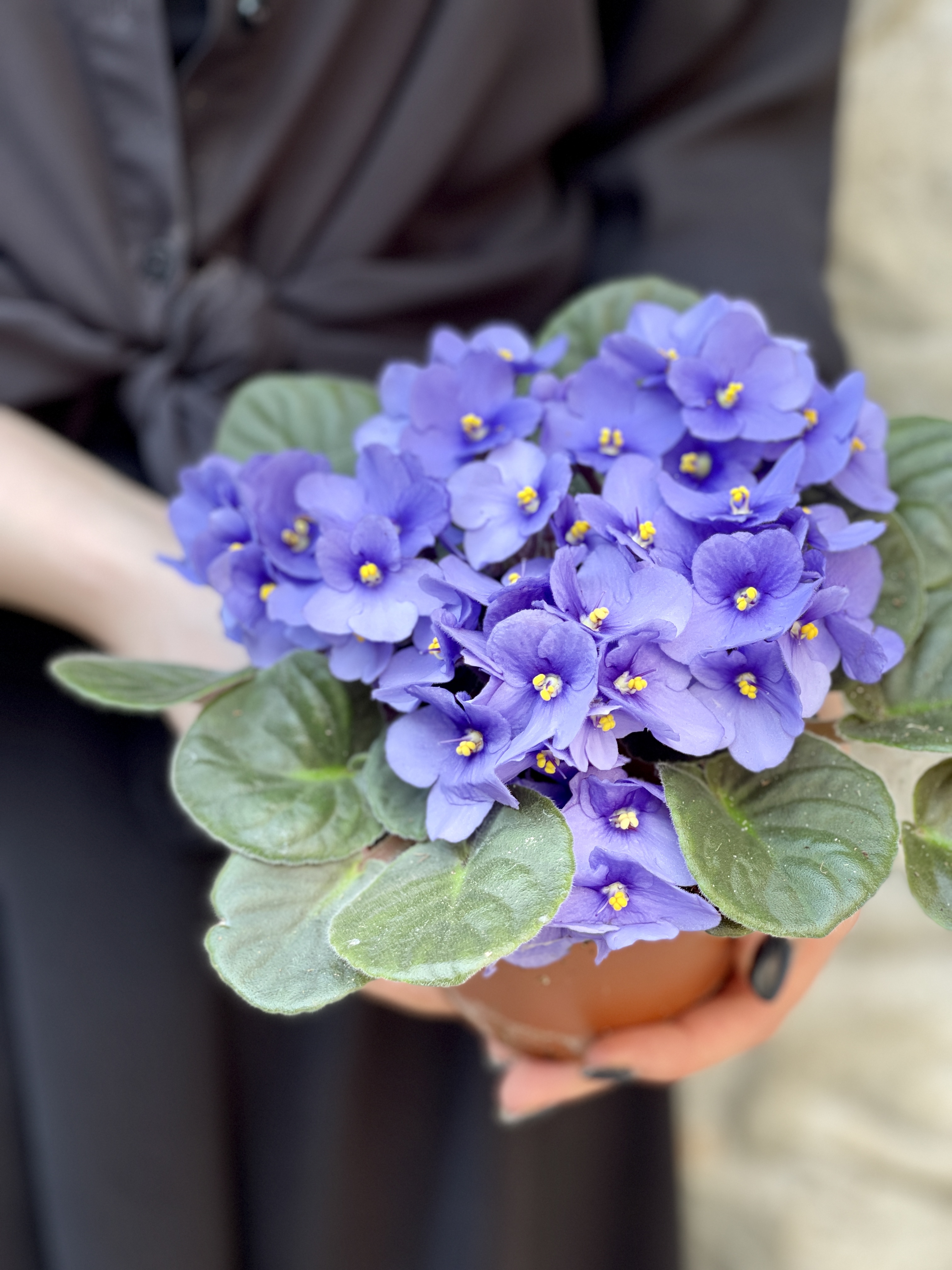 Сенполия Васильковая, или Фиалка (Saintpaulia Blue) D10см
