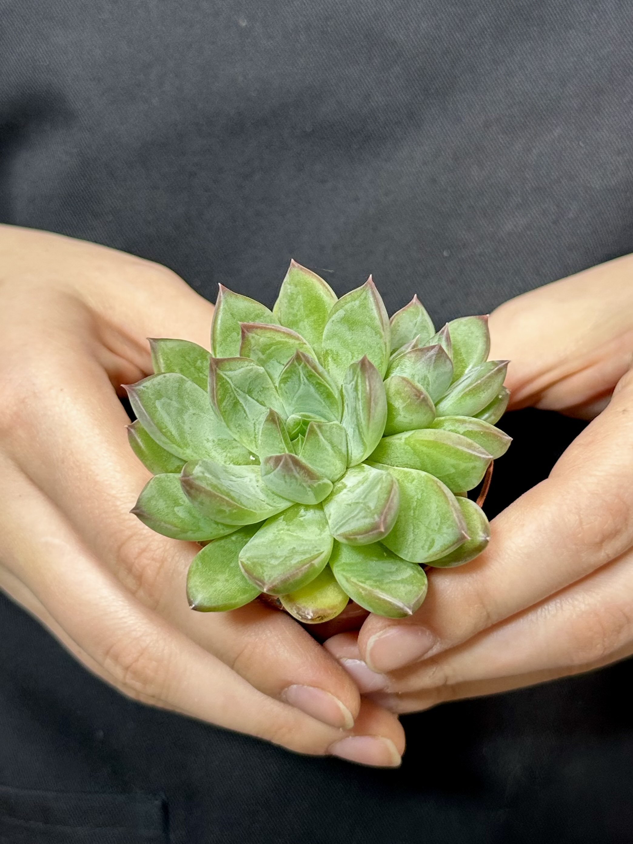 Эхеверия Ригель (Echeveria Riegel) D5см