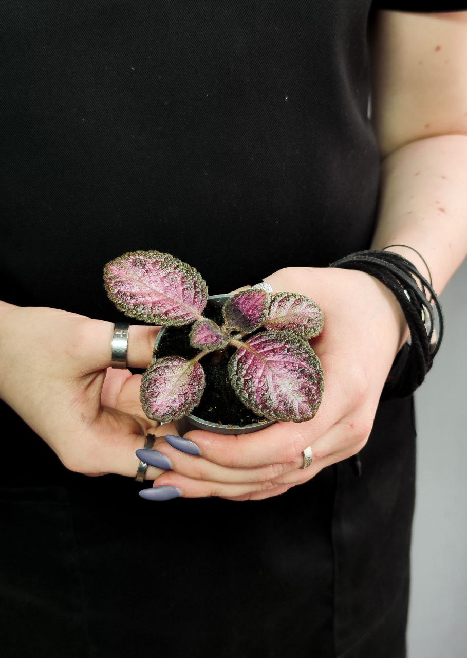 Эписция Малай Джем (Episcia Malayan Gem) D6см