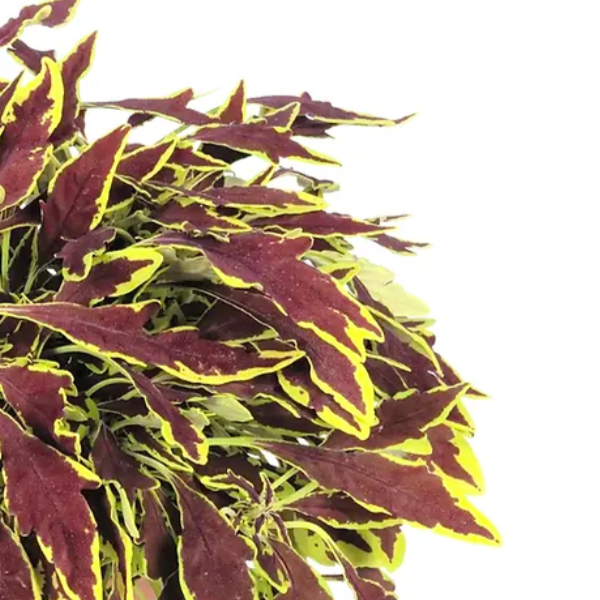 Колеус Лефрик (Coleus Le Freak) D6см