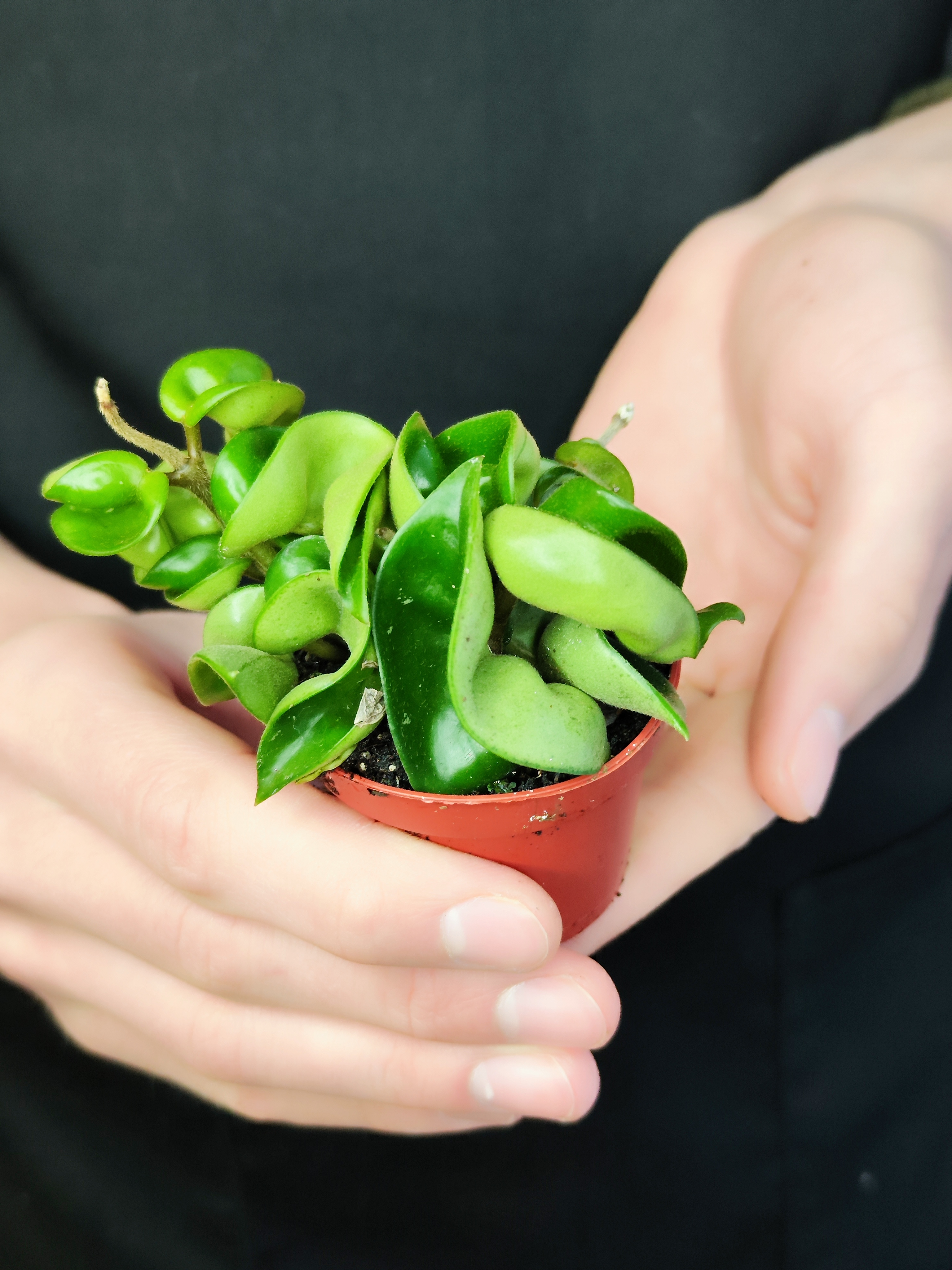 Хойя Карноза Компакта Грин (Hoya Carnosa Compacta Green) D6см