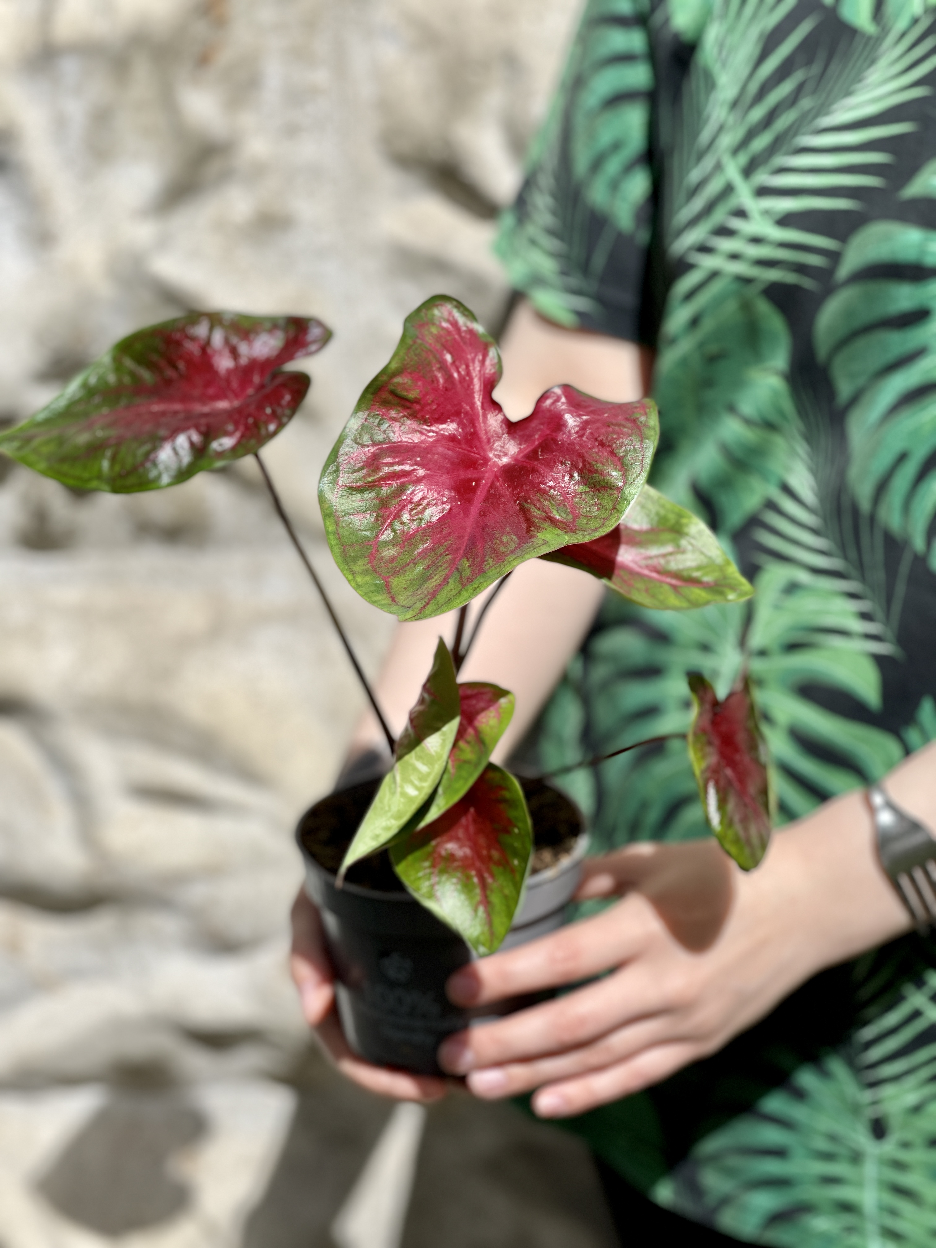 Каладиум Роял Флеш (Caladium Royal Flush) D12см