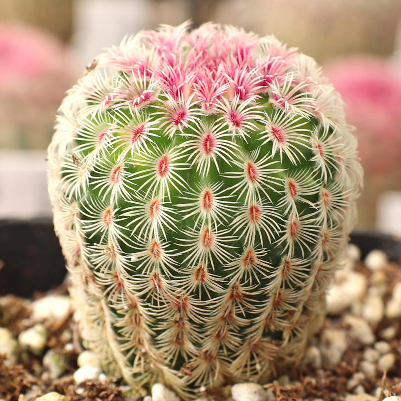 Эхиноцереус Ригидиссимус Рубриспинус (Echinocereus Rigidissimus Rubispinus) D5см