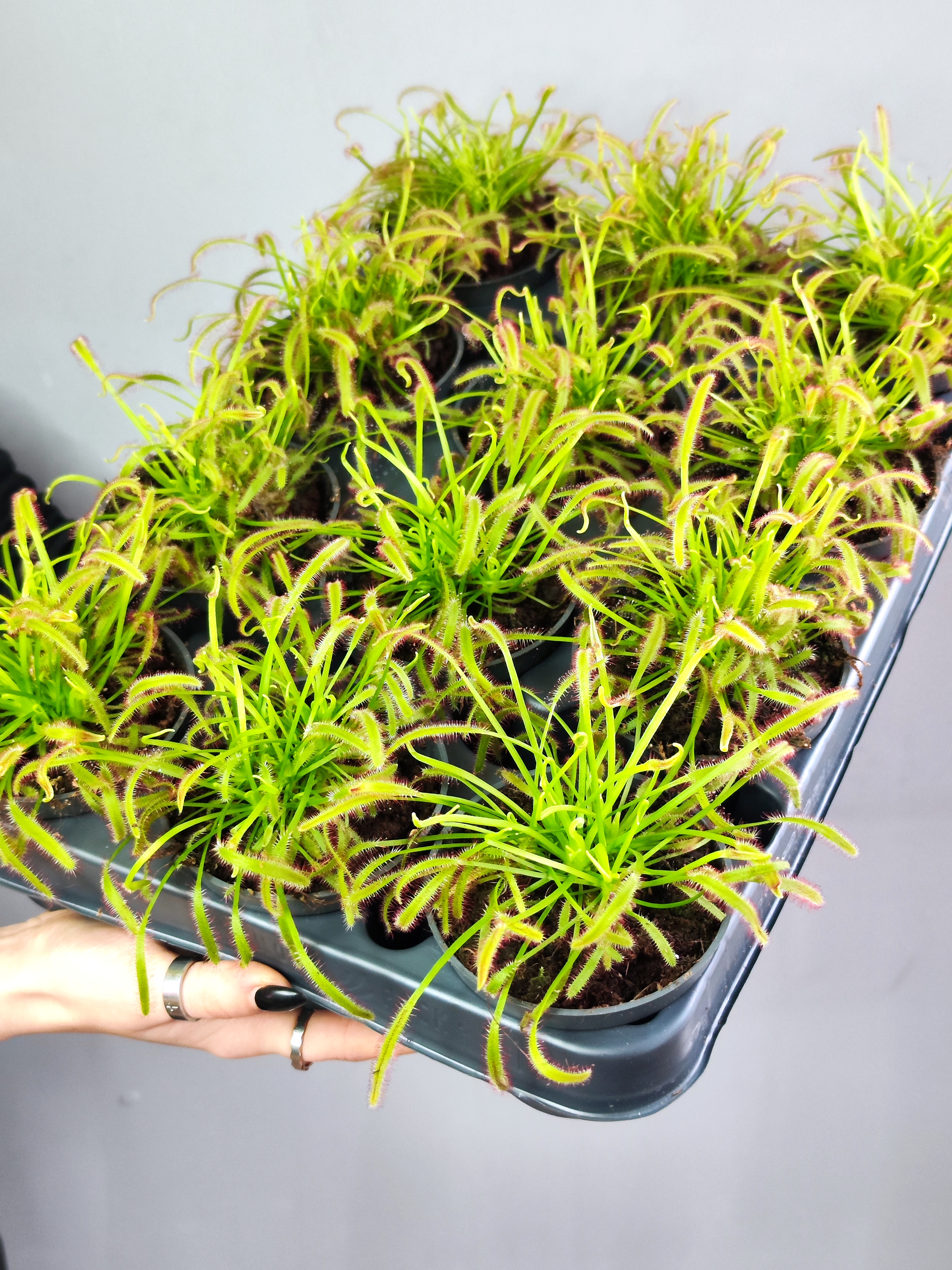 Росянка Капская (Drosera Capensis) D9см