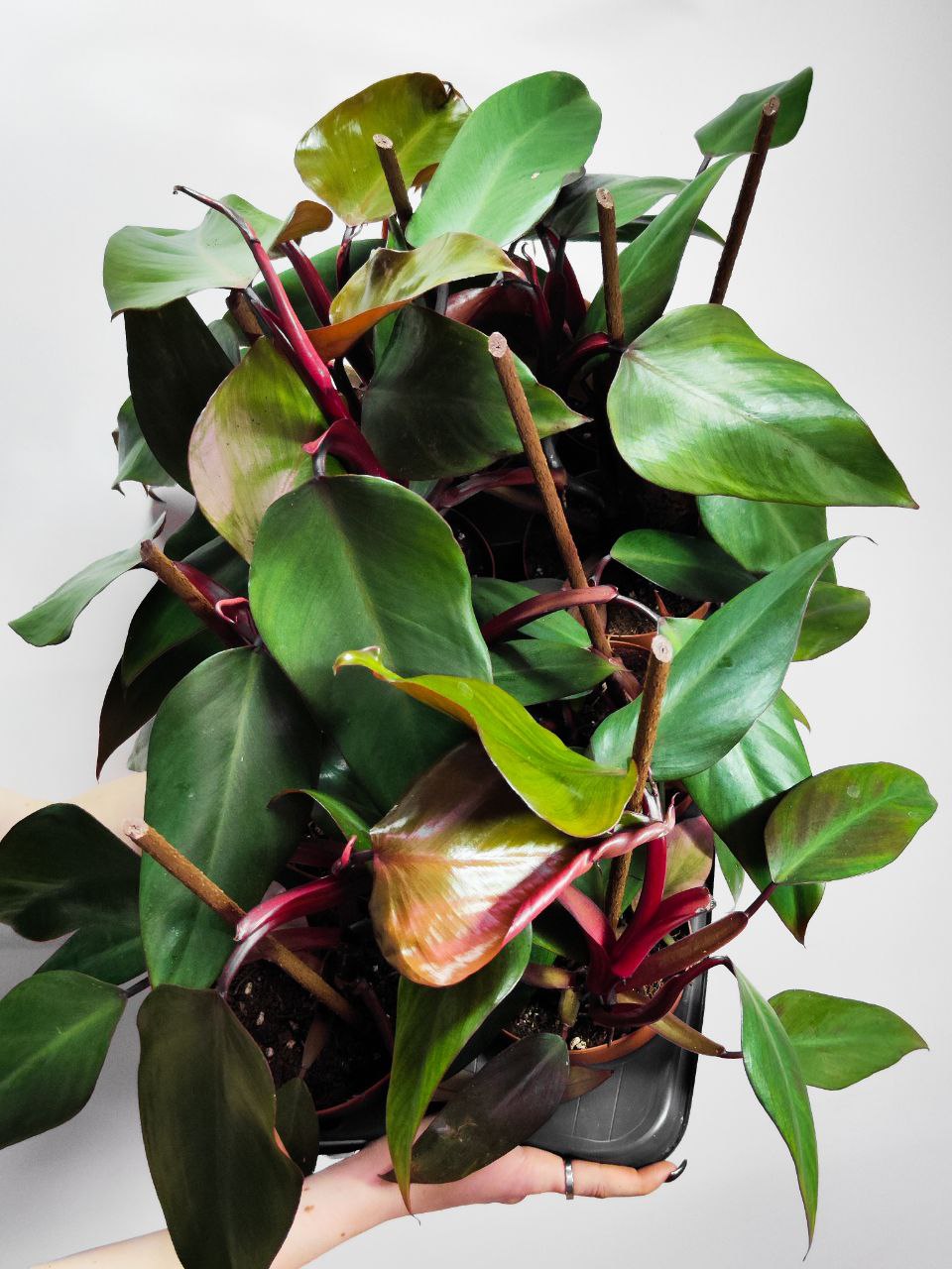 Филодендрон Ред Сан (Philodendron Red Sun) D12см