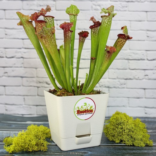 Саррацения Лейкофилла Красная (Sarracenia Leucophylla Red) пересаженная D12см