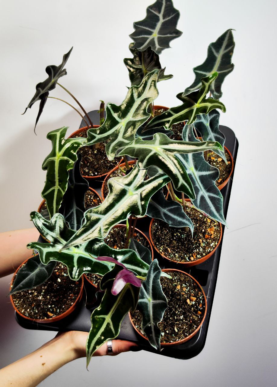 Алоказия Нобилис (Alocasia Sanderiana Nobilis) D10см