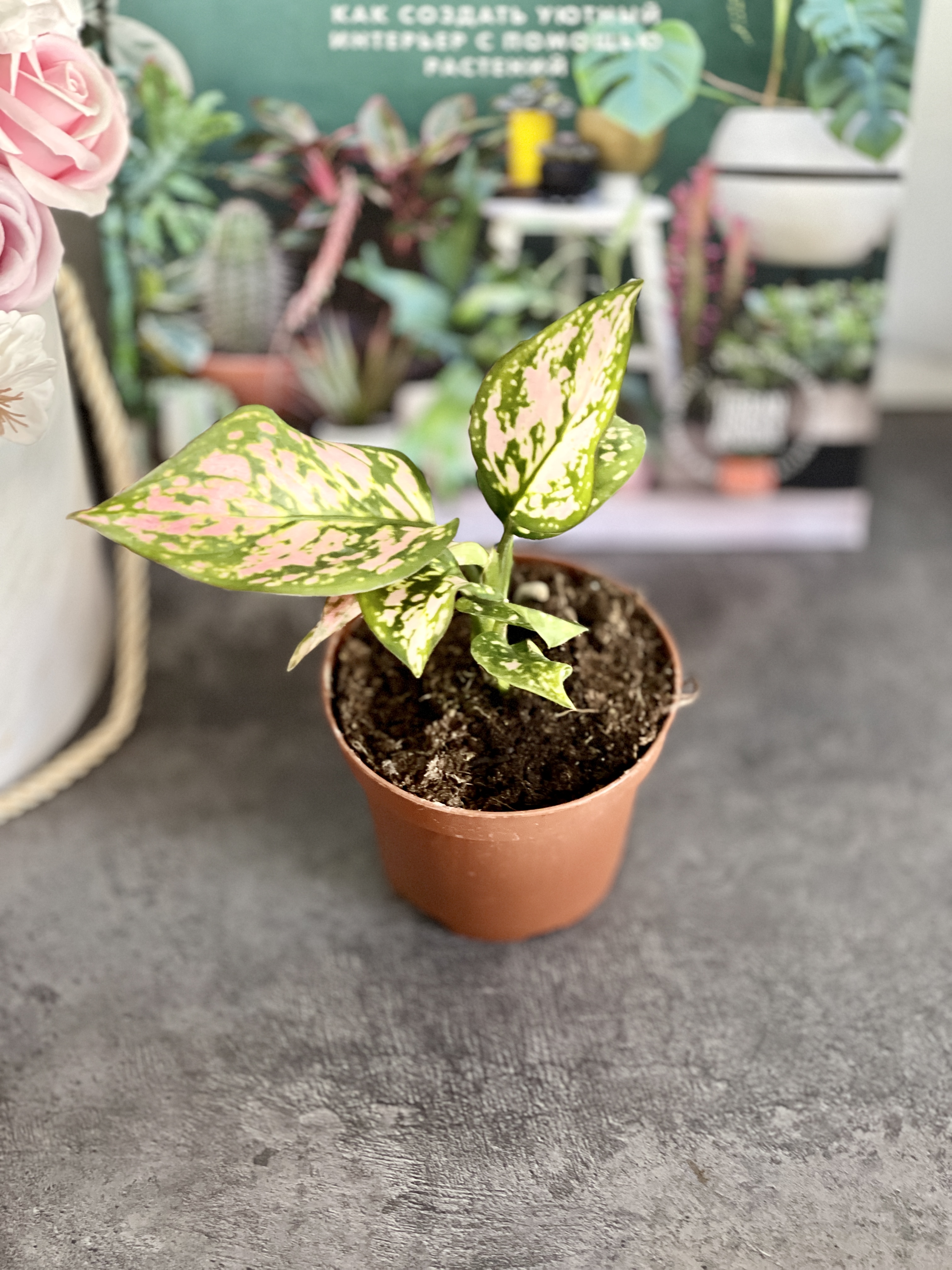 Аглаонема Пинк Бьюти (Aglaonema Pink Beauty) D9см
