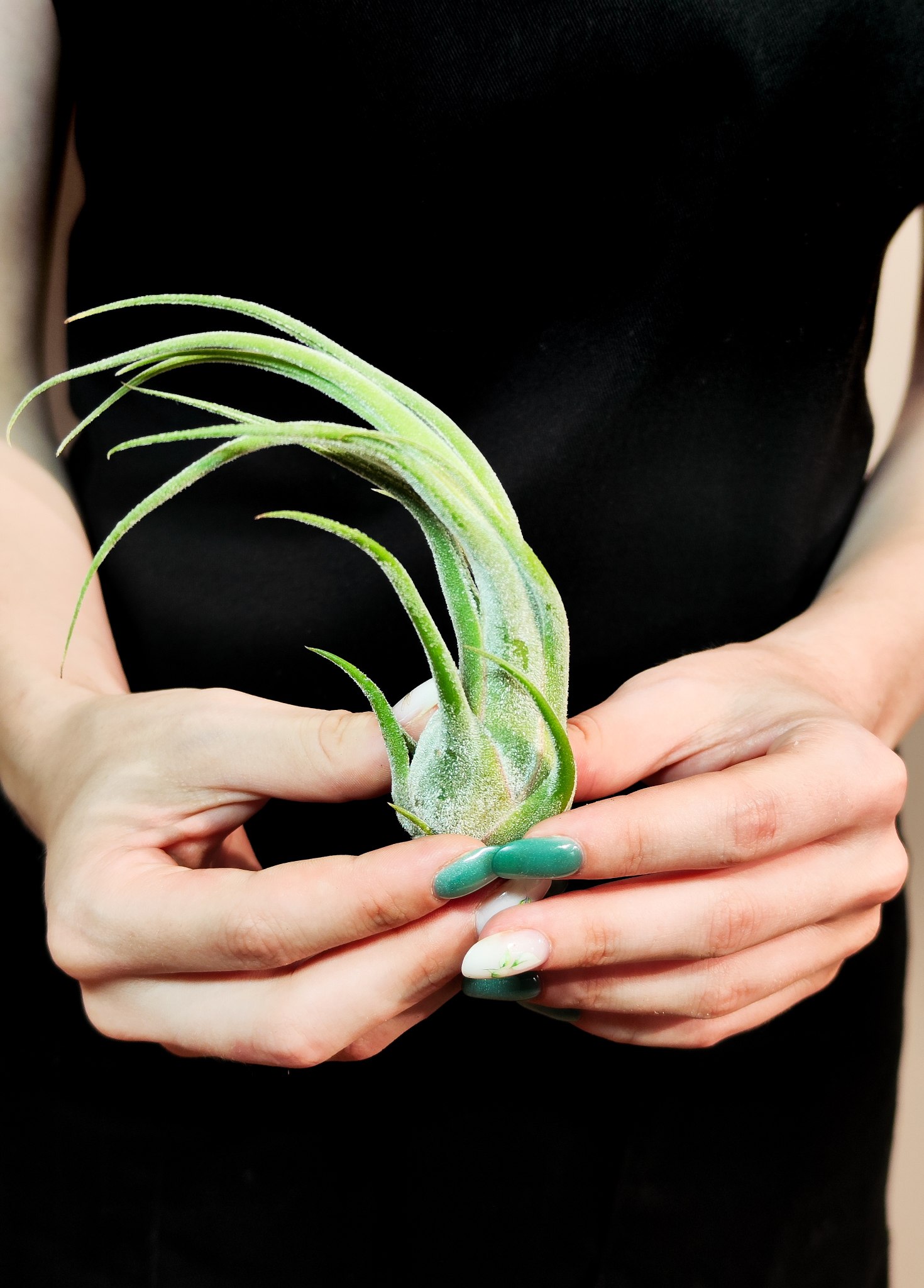 Тилландсия Селериана (Tillandsia Seleriana)