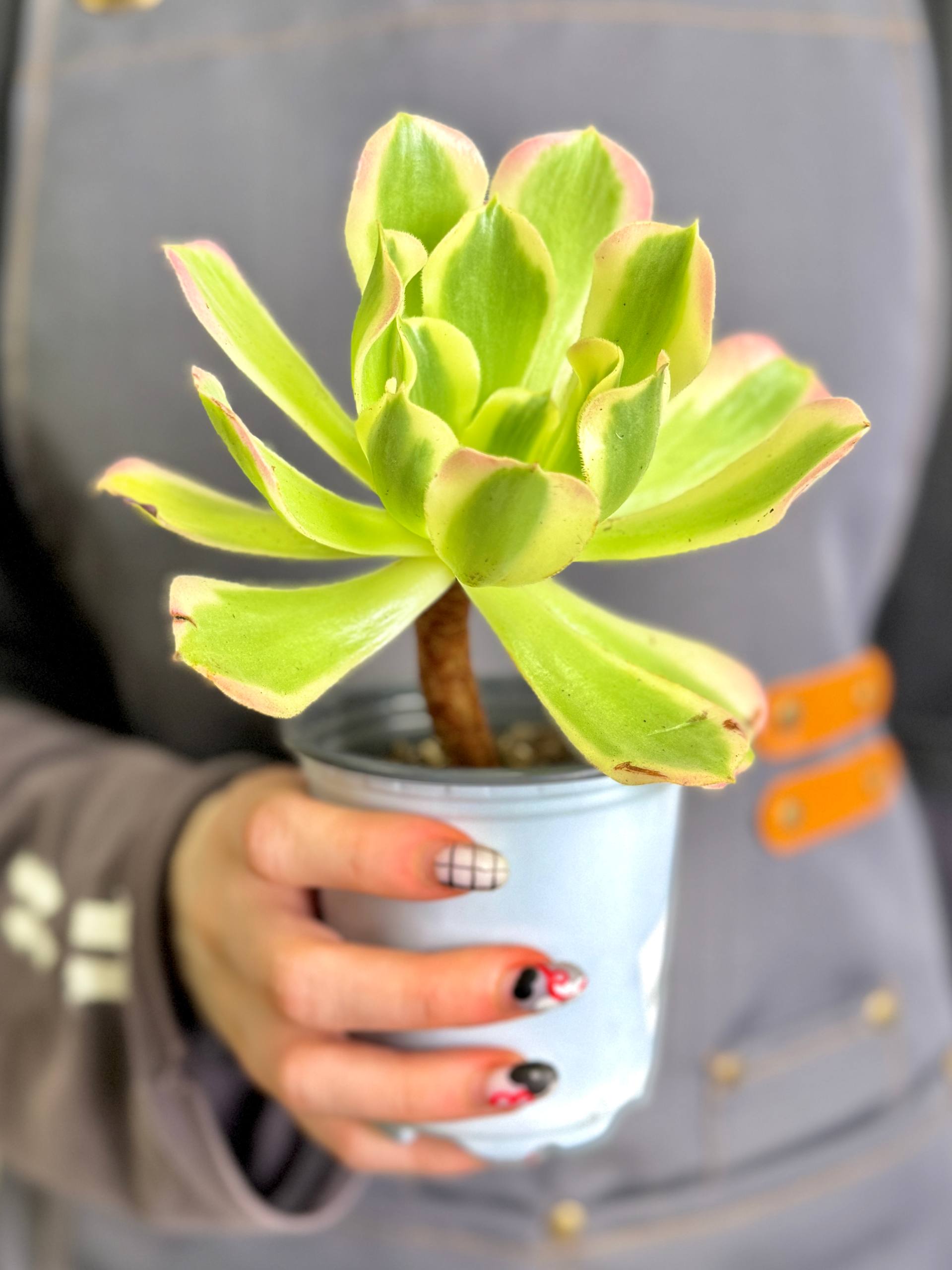 Эониум Синья Вариегатный (Aeonium Sinya Variegated) D9см