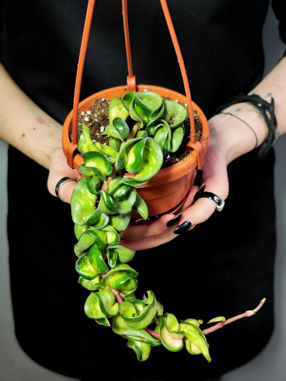 Хойя Компакта Мауна Лоа (Hoya Carnosa Compacta Mauna Loa) D11см