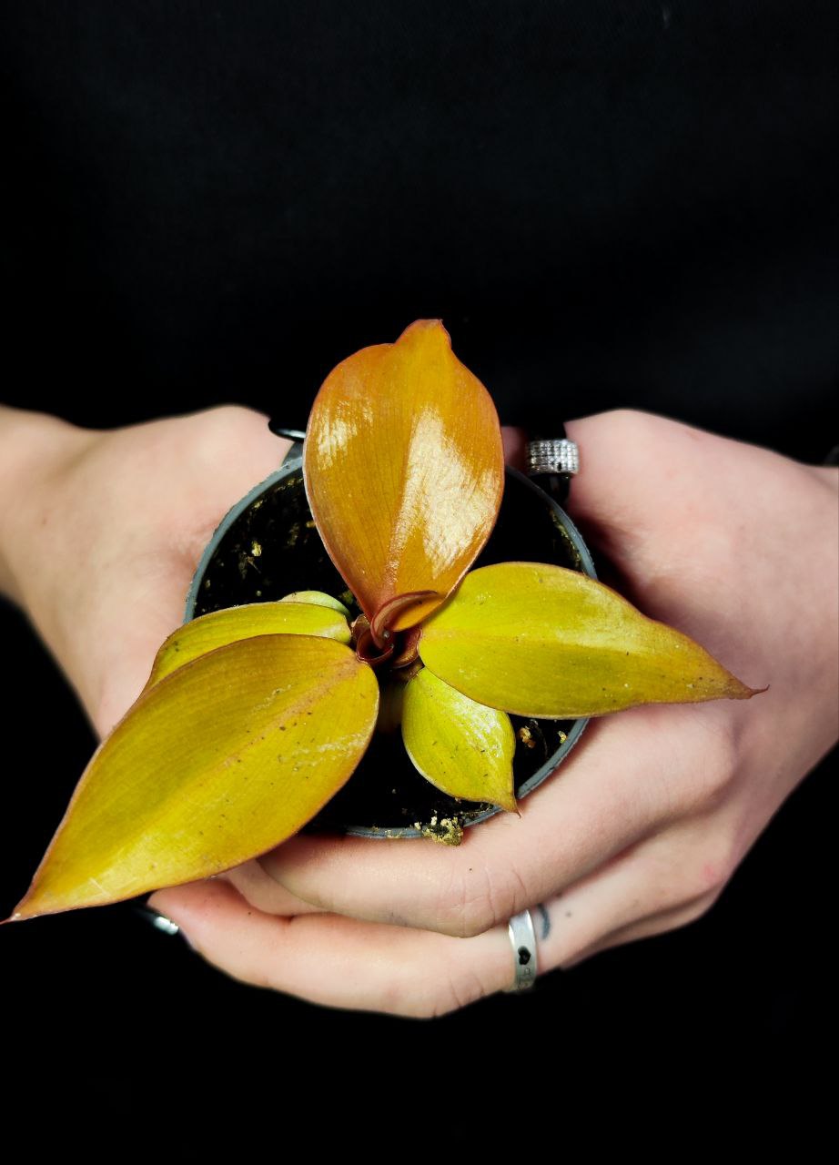 Филодендрон Санлайт (Philodendron Sunlight) D6см
