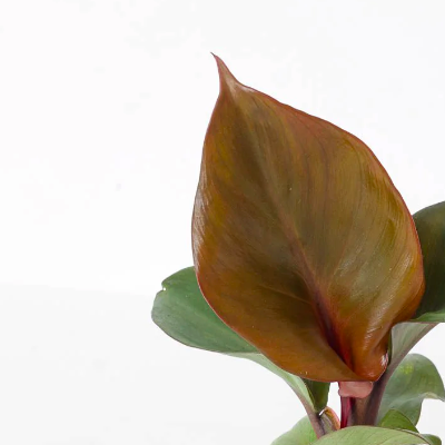 Филодендрон Империал Ред (Philodendron Imperial Red) D6см