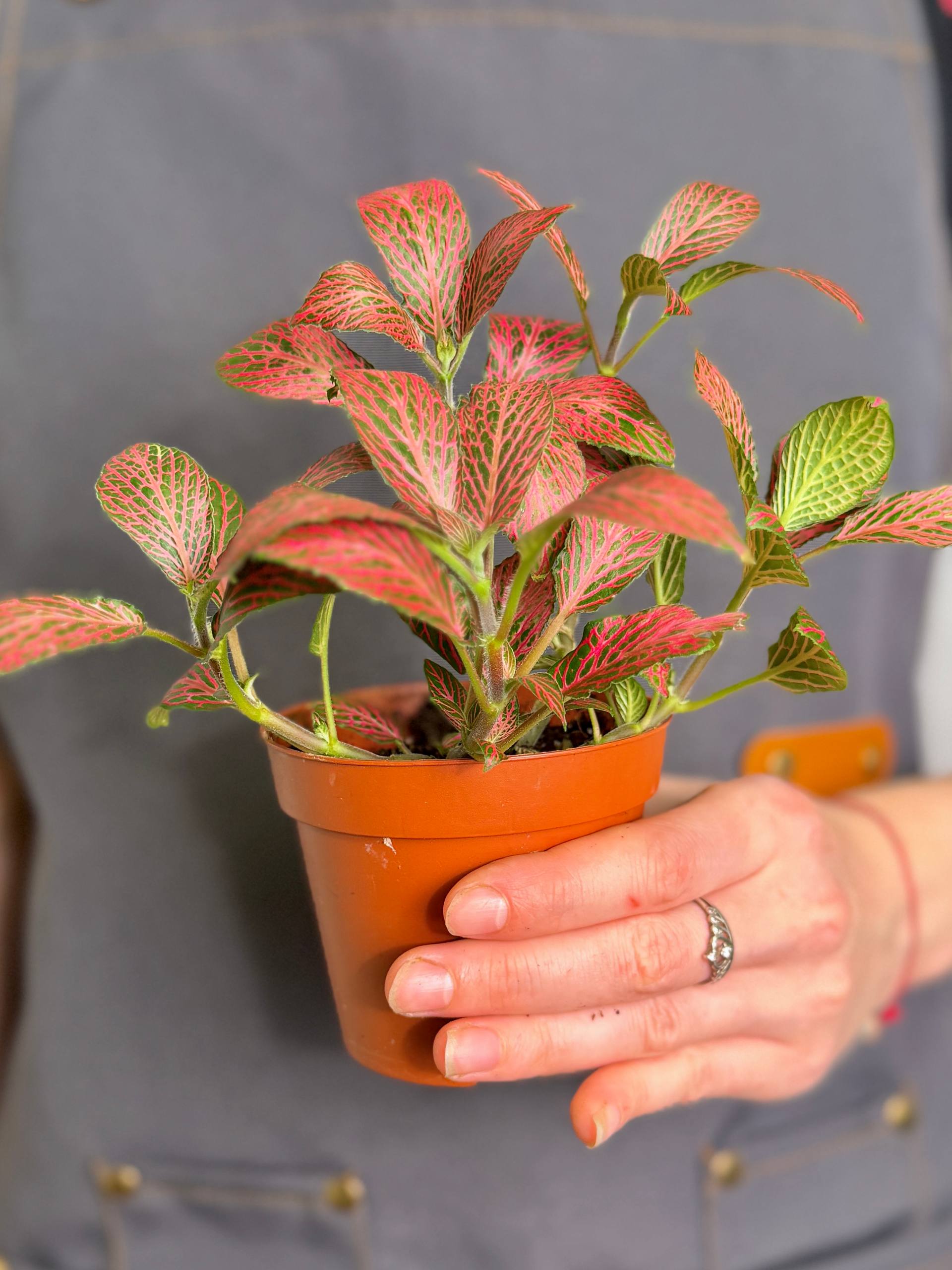 Фиттония Мозаик Пинк Даймонд (Fittonia Mosaic Pink Diamond) D8,5см