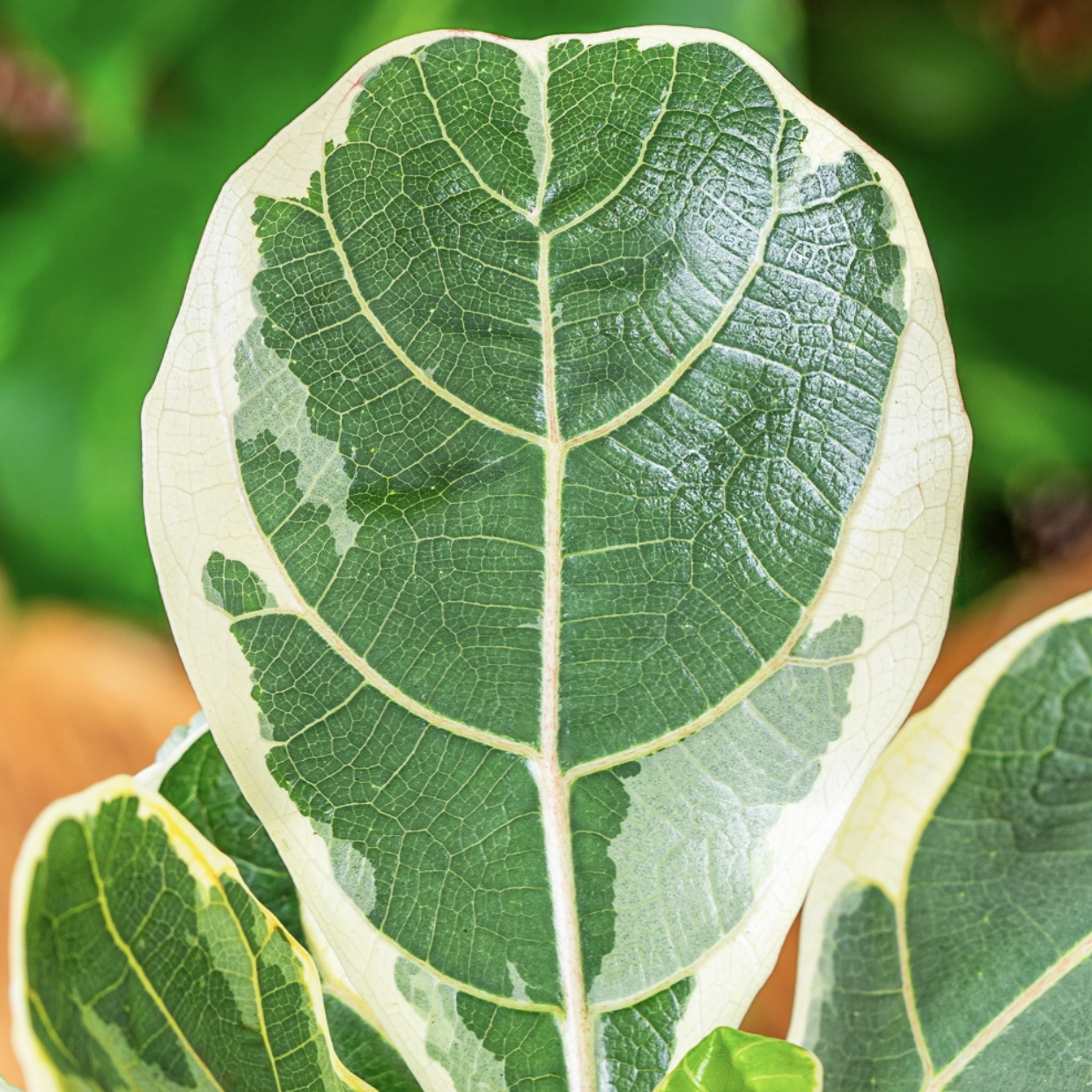 Фикус Лирата Вариегатная (Ficus Lyrata Variegata) 10см