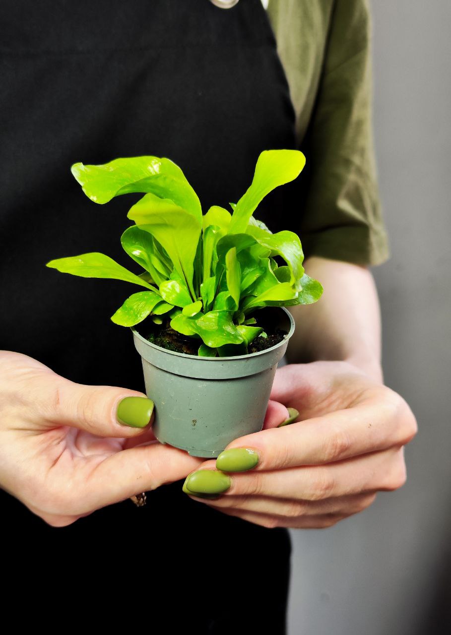 Папоротник Асплениум Нидус (Asplenium Nidus) D6см
