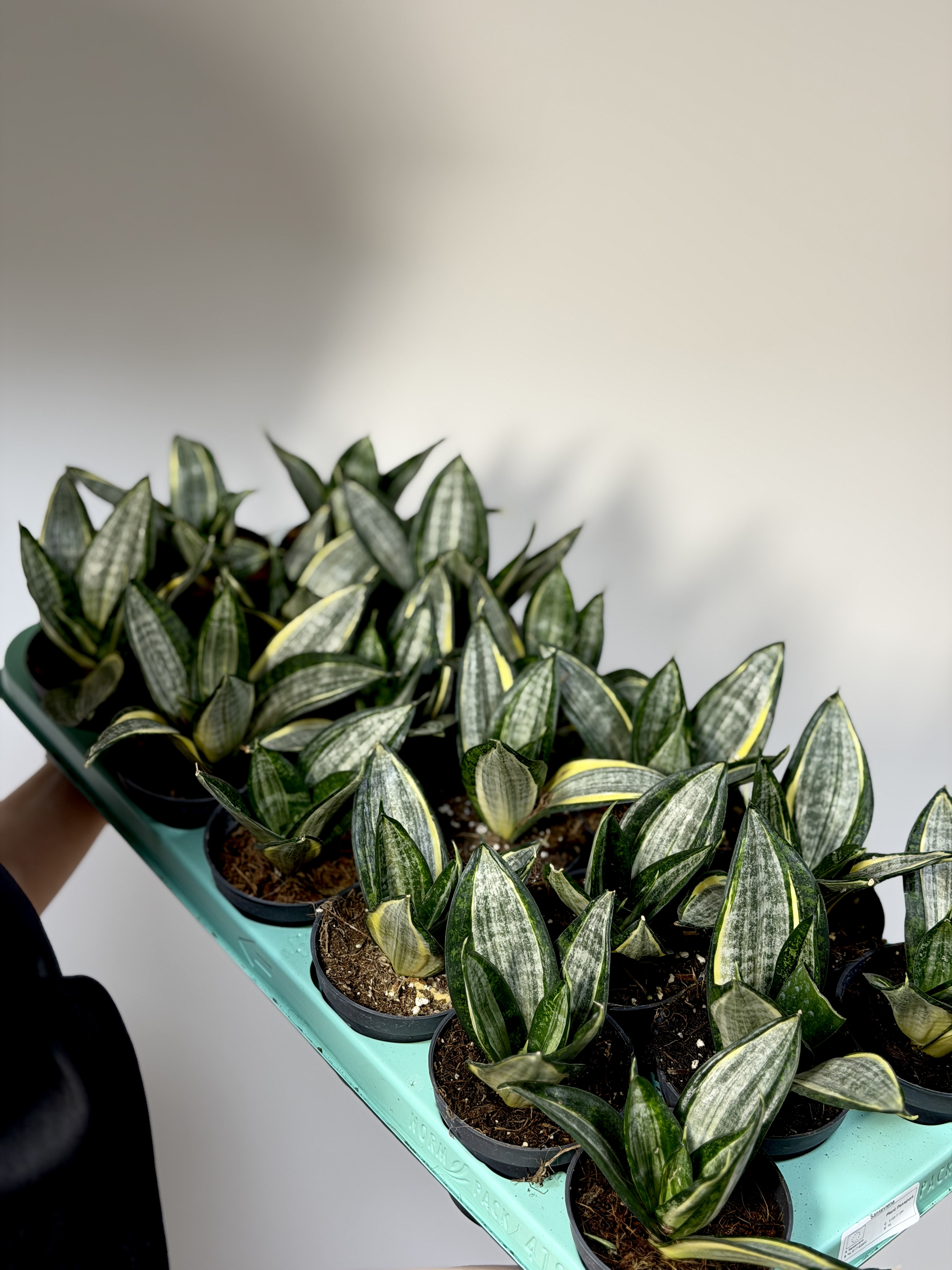 Сансевиерия Ханни Сильвер Зебра (Sansevieria Hahnii Silver Zebra) D9см