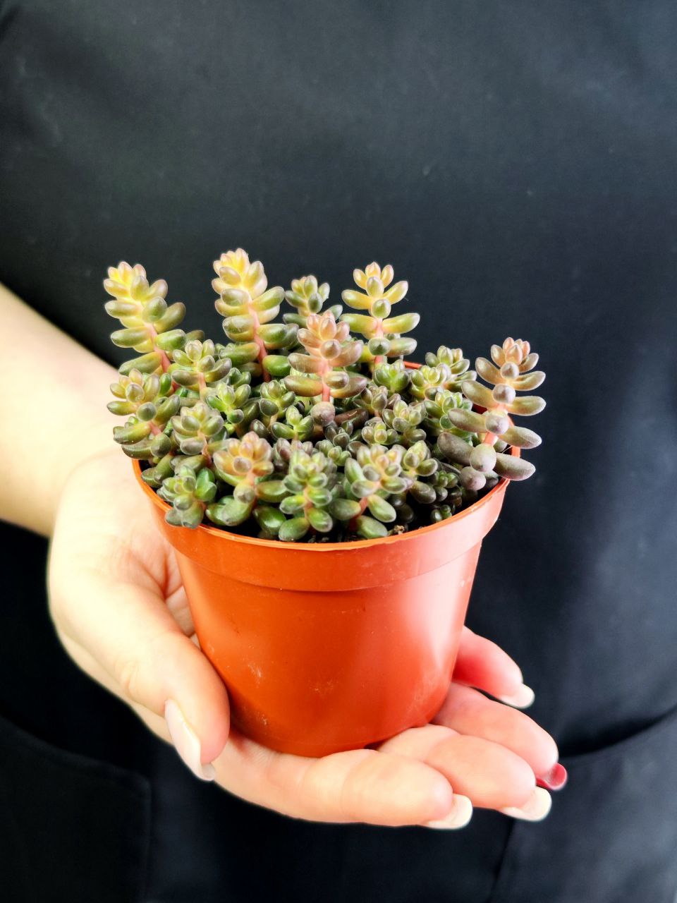 Седум Сталя (Sedum Stahlii) D8cм