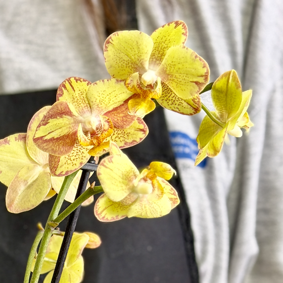 Фаленопсис Мини Золотой Леопардовый (Phalaenopsis Golden Leopard) D9см