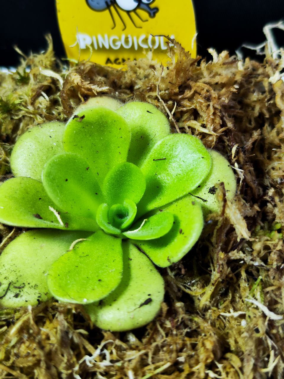 Жирянка Агната (Pinguicula Agnata) пересаженная D12см