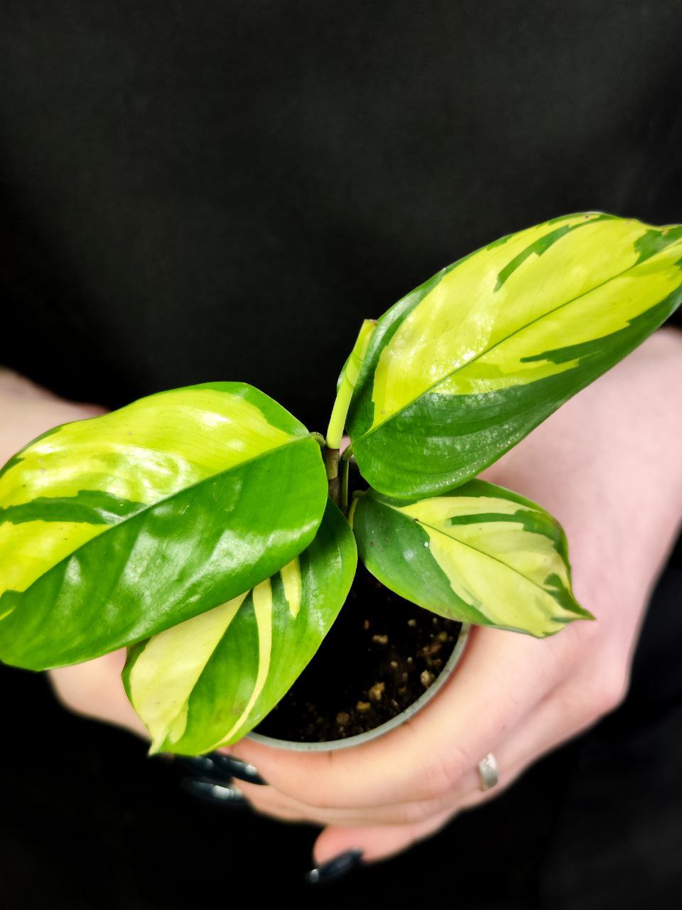 Ктенанта Пилоза Голден Мозаик (Ctenanthe Pilosa Golden Mosaic) D6см