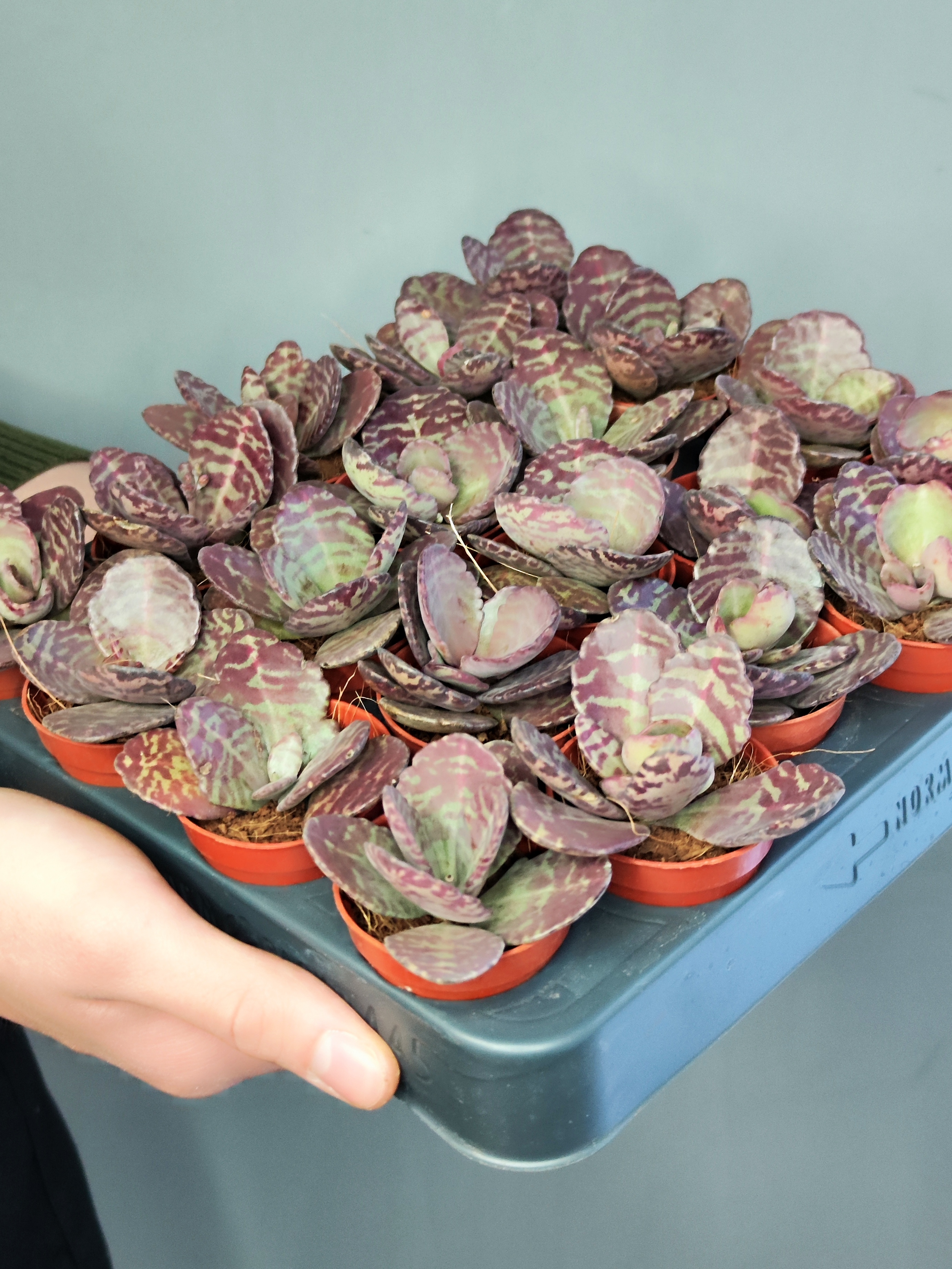 Каланхоэ Хумилис, или Зебра (Kalanchoe Humilis) D5см