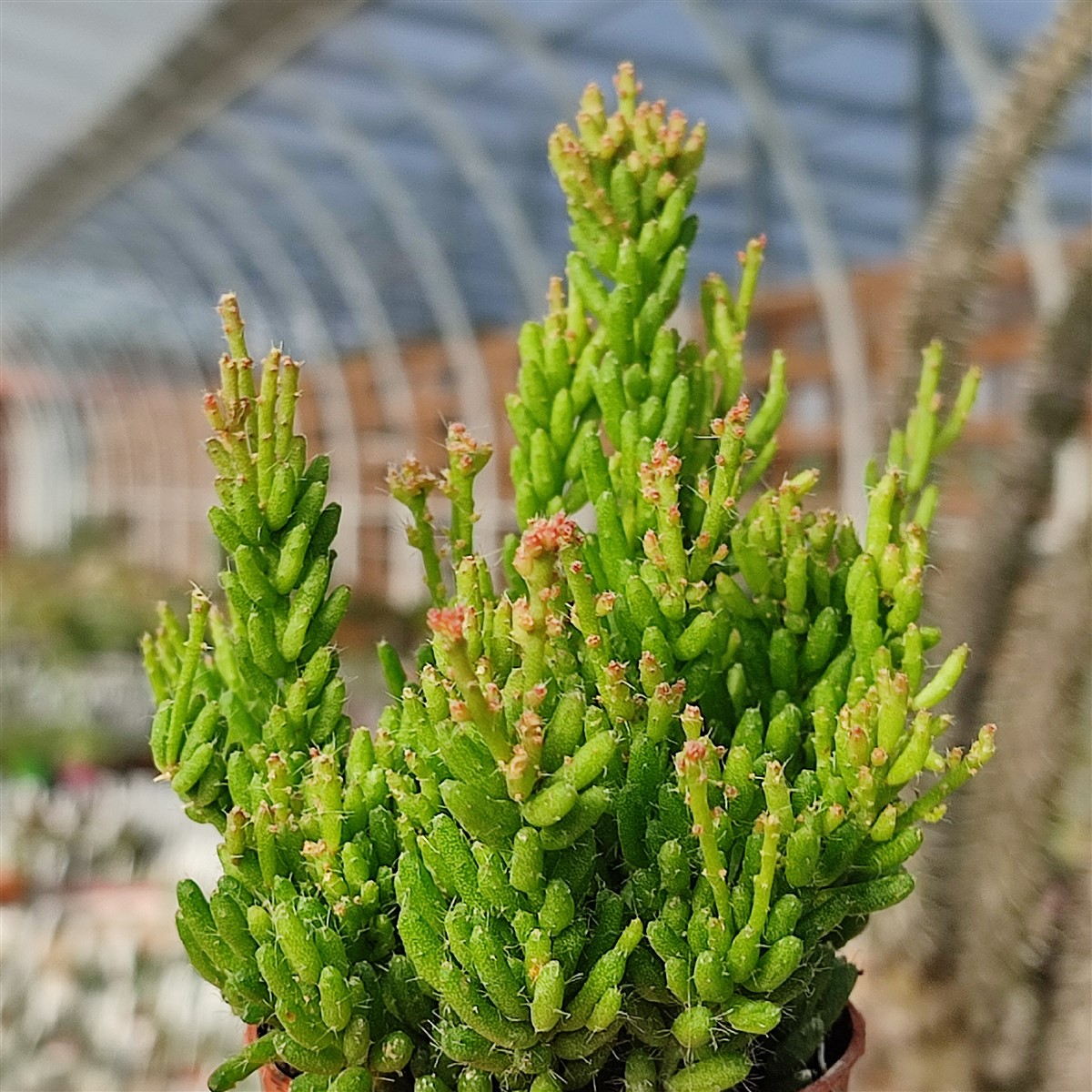 Рипсалис Мезембриантемовый (Rhipsalis Mesembryanthemoides) D8,5см