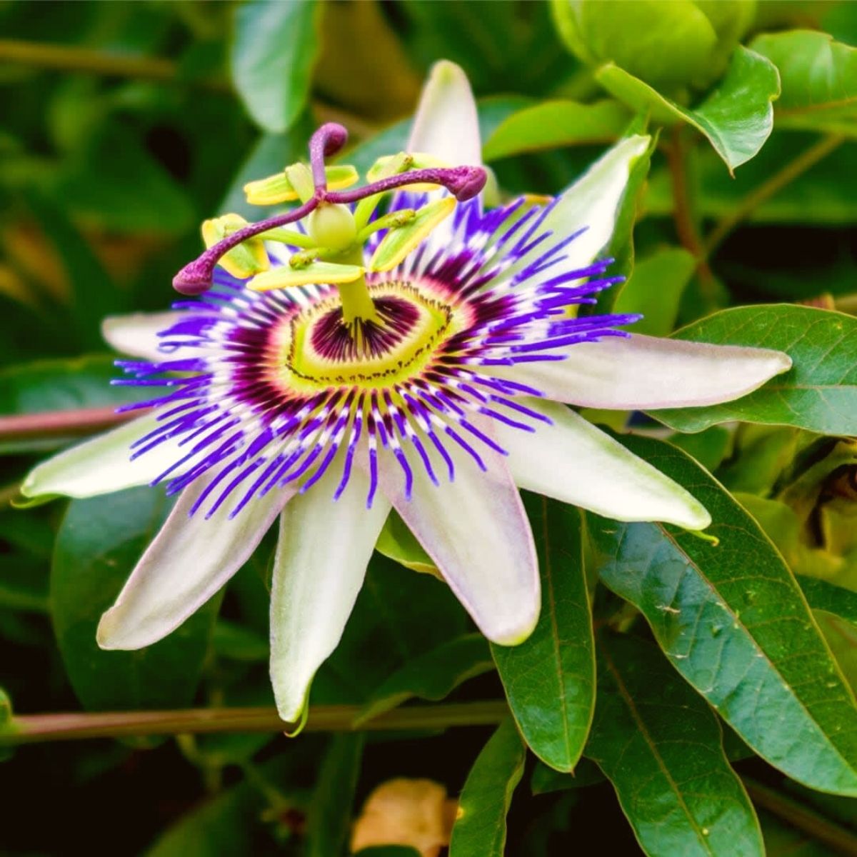 Пассифлора, или Маракуйя (Passiflora Monique Klemann) D13см