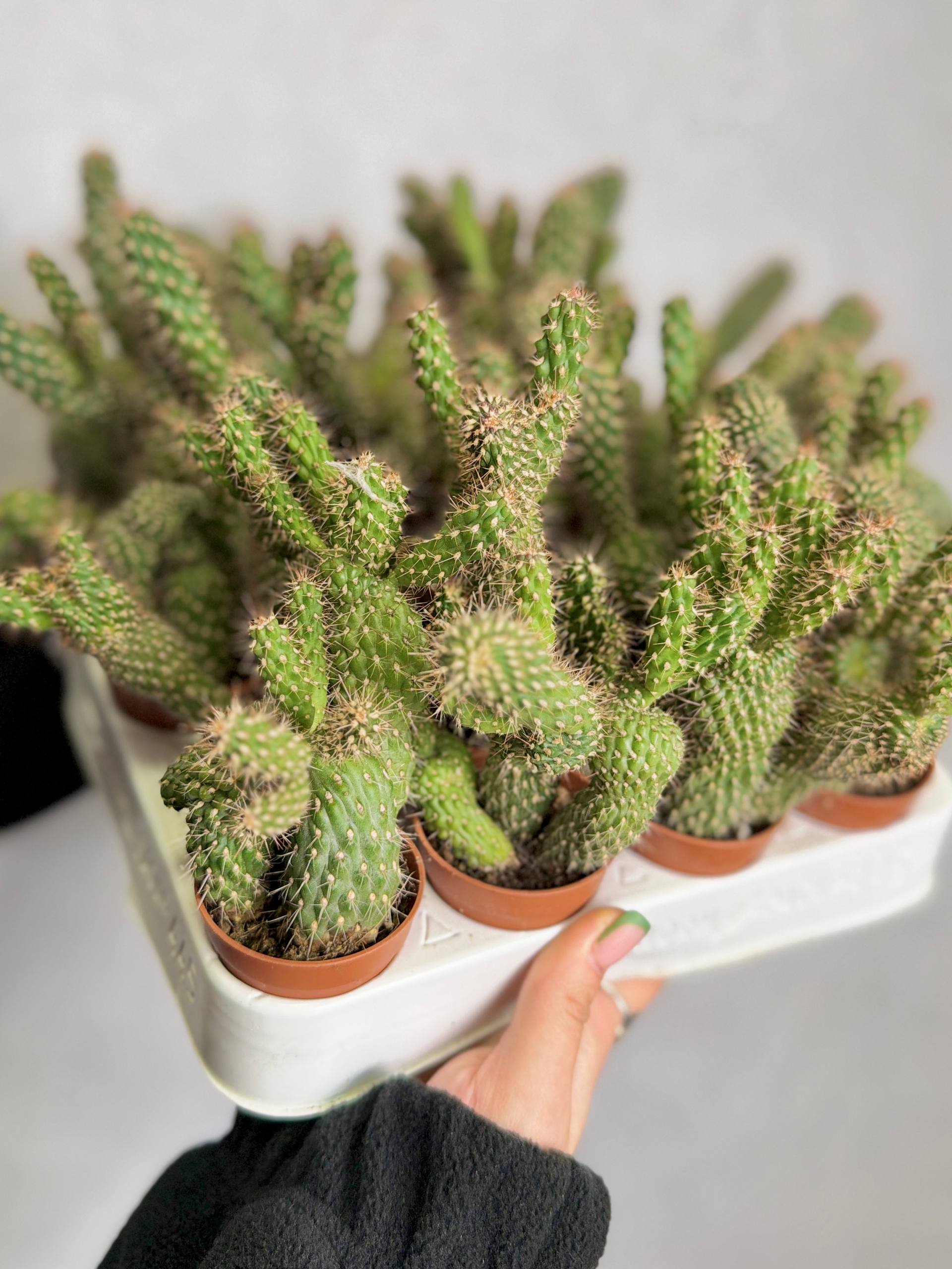 Опунция Фулгида (Opuntia Fulgida) D5см