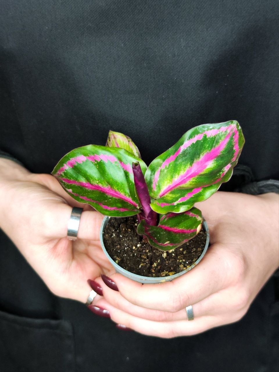 Калатея Розеопикта Иллюстрис (Calathea Roseopicta Illustrious) D6см