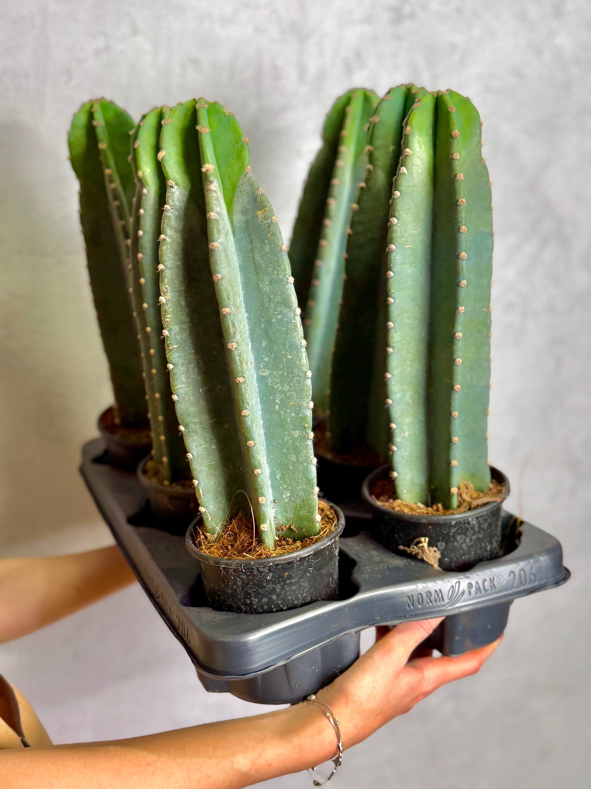 Китайский Цереус, Кактус Cанзанг (Cactus Sanzang) D11см