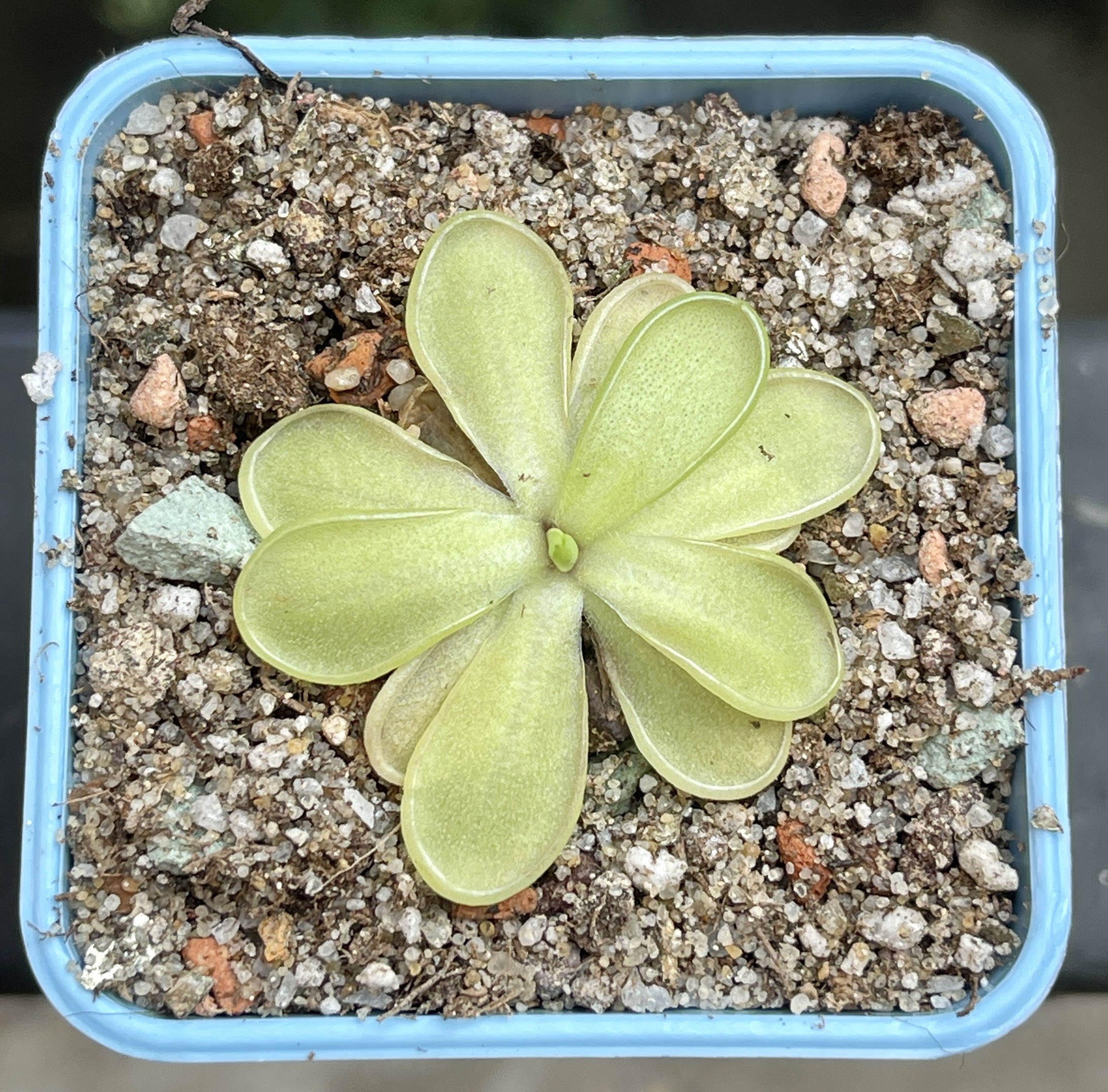 Жирянка Эмаргината (Pinguicula Emarginata)