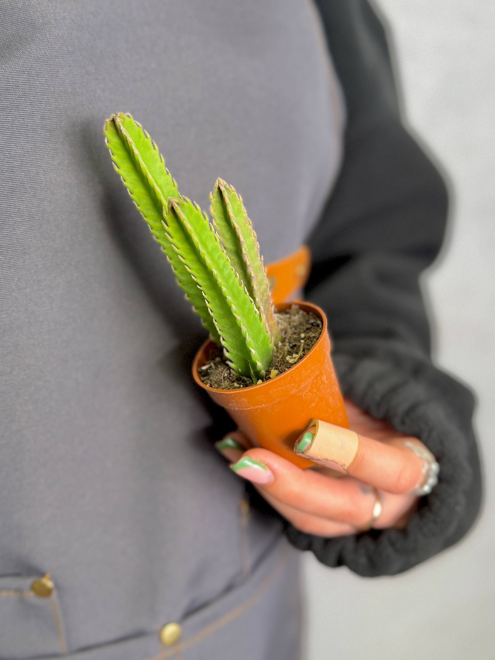 Стапелия Гигантская (Stapelia Gigantea) D5см