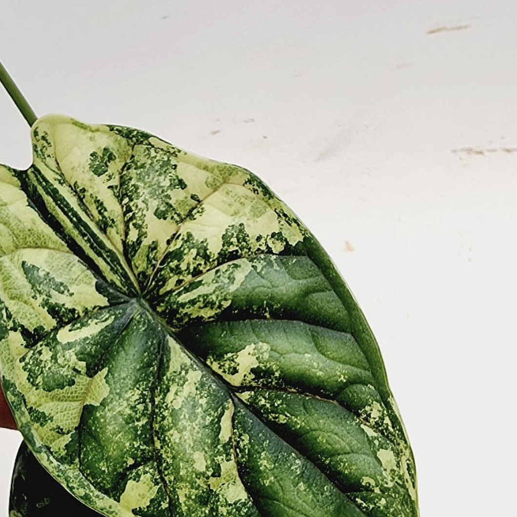 Алоказия Драгон Скейл Вариегатная (Alocasia Dragon Scale Variegata) D7см