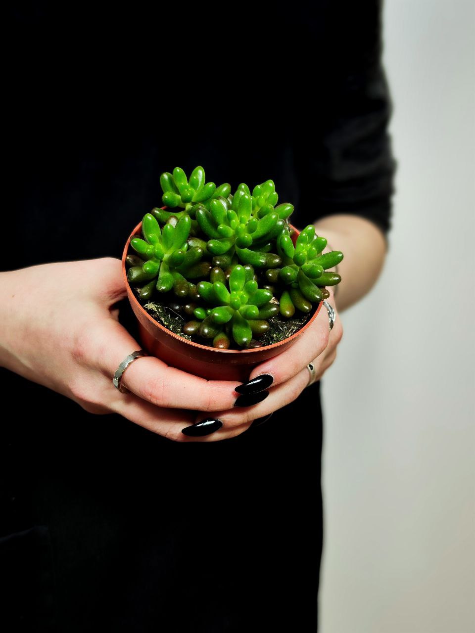 Седум Рубротинктум (Sedum Rubrotinctum) D8см