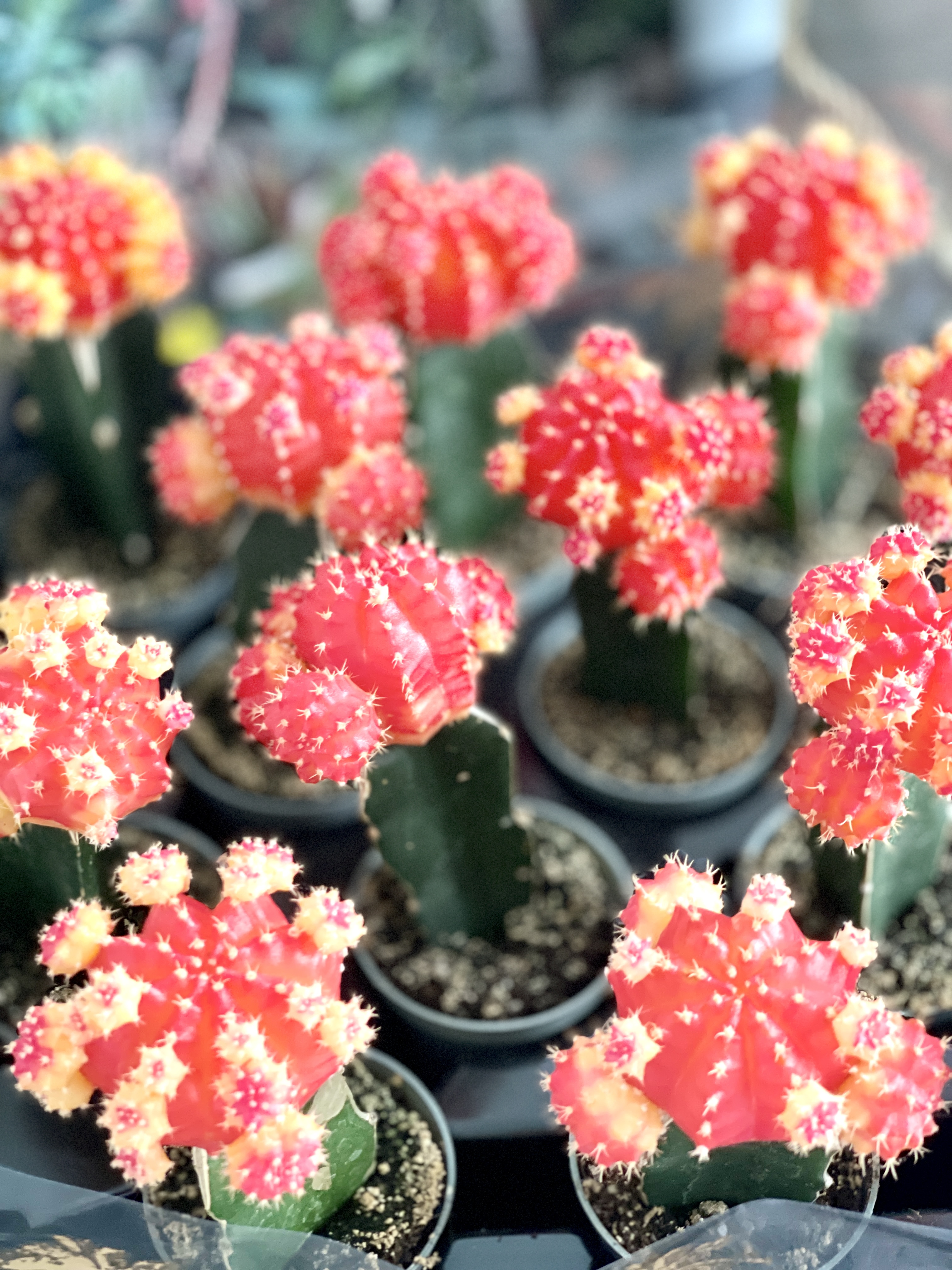 Гимнокалициум Михановича Оранжевый (Gymnocalycium Mihanovichii Orange) D5см