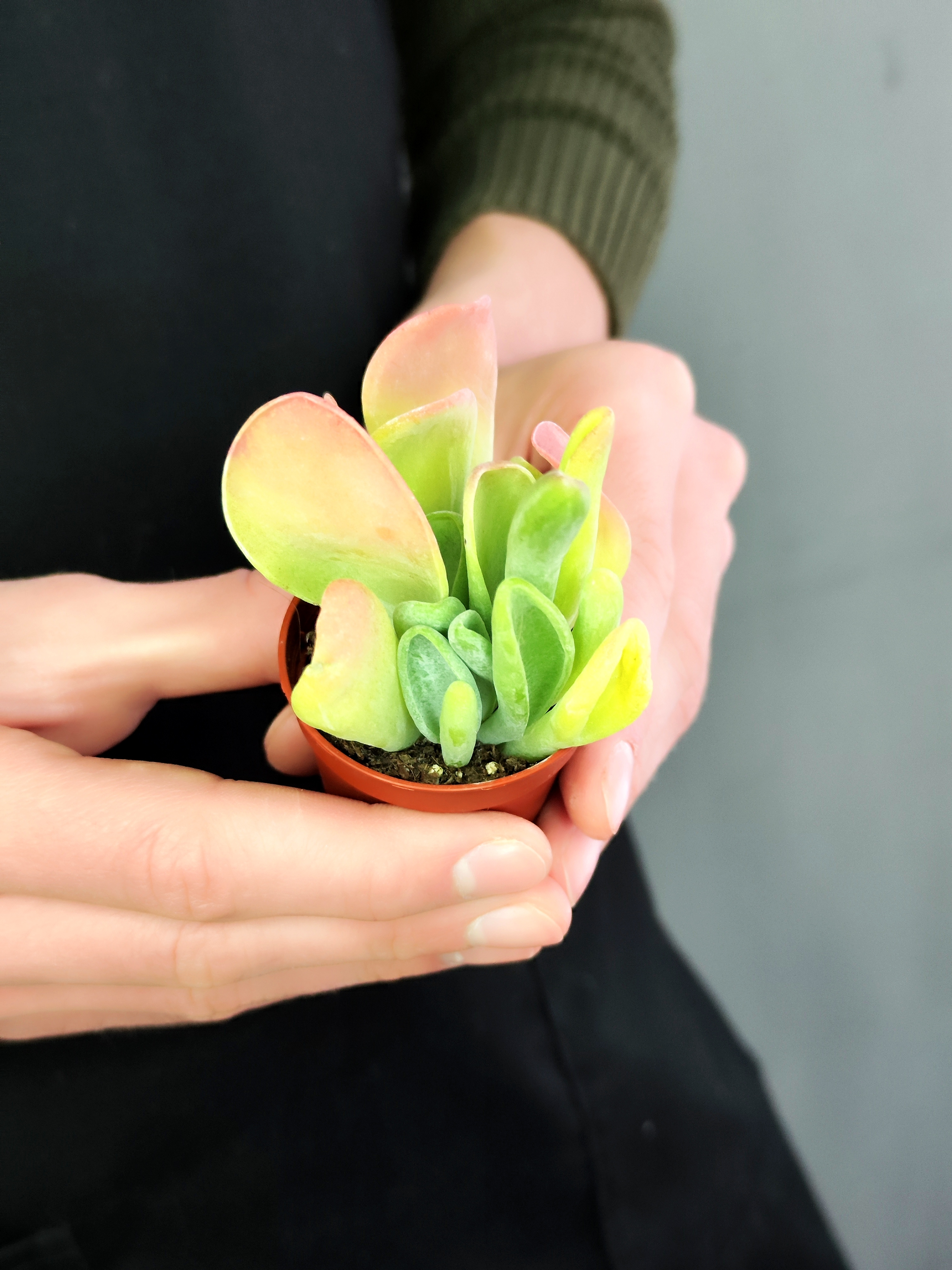 Каланхоэ Орикула Ред (Kalanchoe Oricula Red) D5см