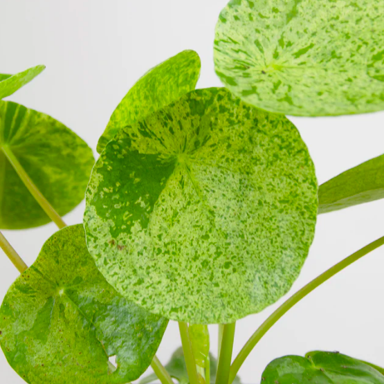 Пилея Пеперомиевидная Мохито (Pilea peperomioides Mojito) D12см