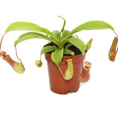 Непентес Вентрата (Nepenthes Ventrata) D9см
