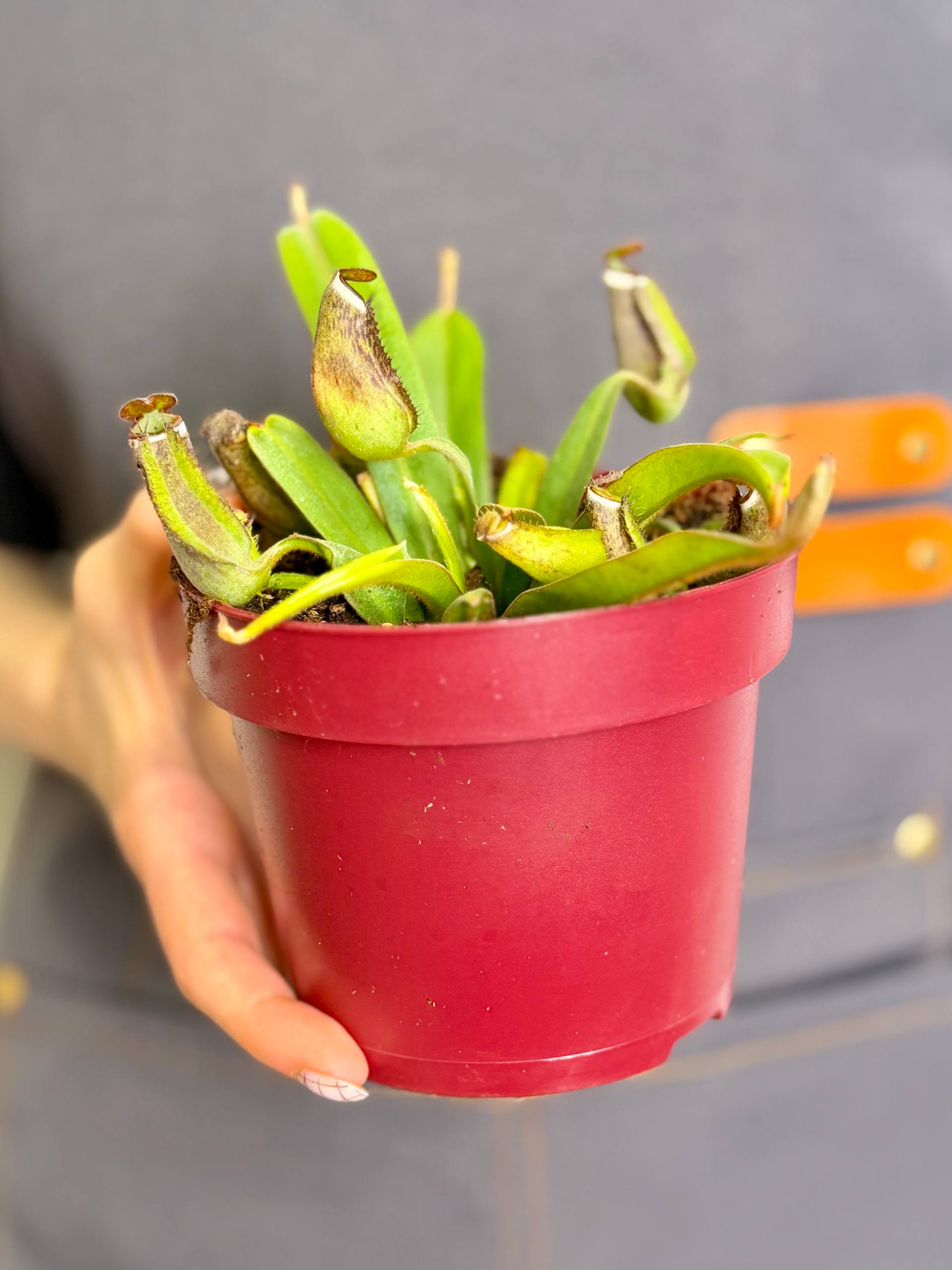 Непентес Альбомаргината (Nepenthes Albomarginata) D12см