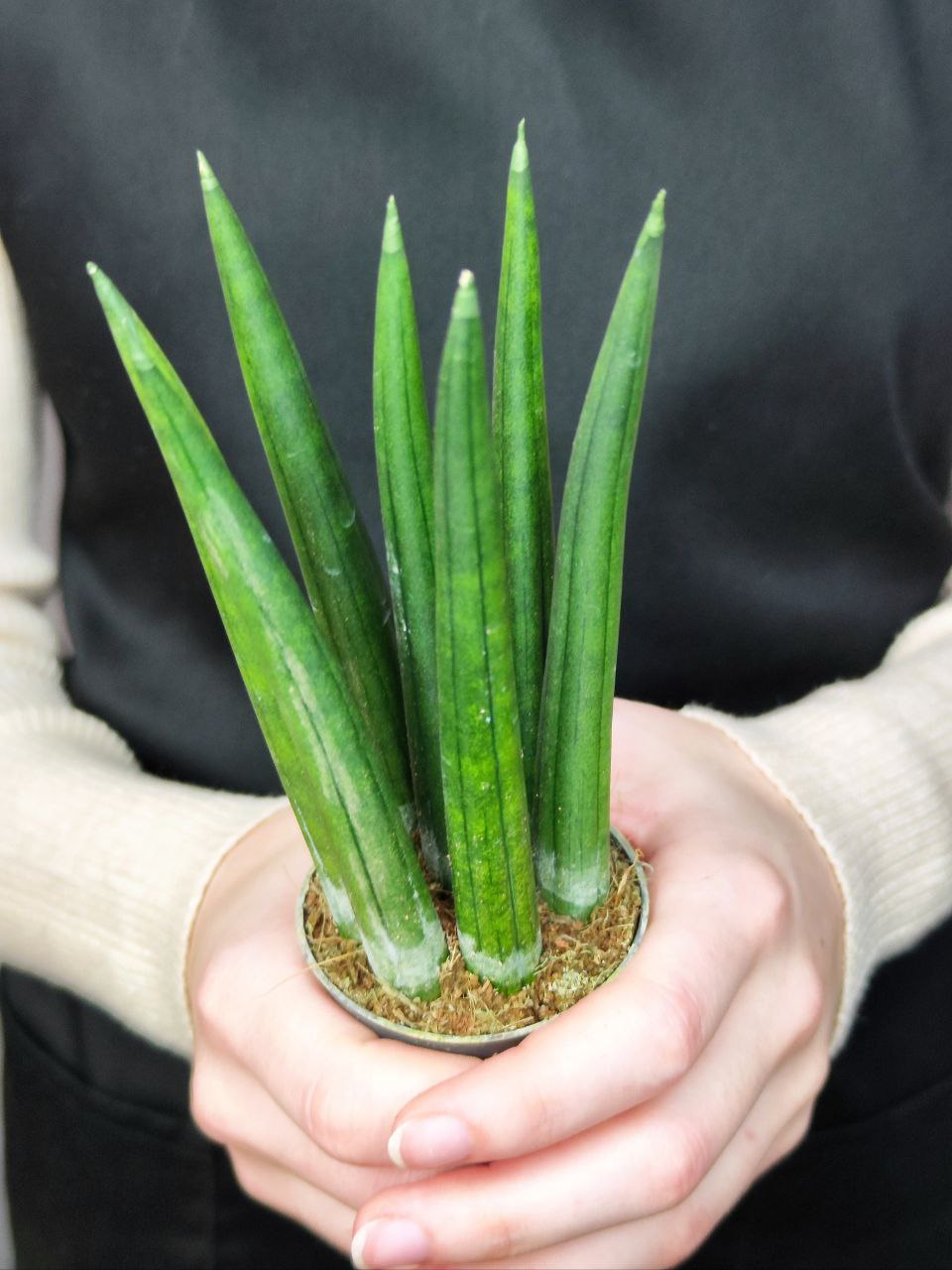 Сансевиерия Цилиндрика Стрейт (Sansevieria Cylindrica Straight) D6см