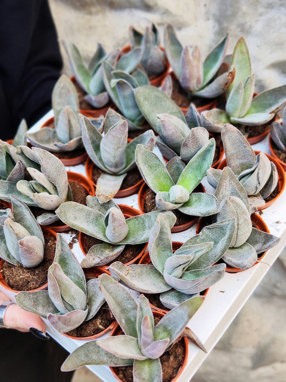 Крассула Гарнет Лотус (Crassula Garnet Lotus) D5см