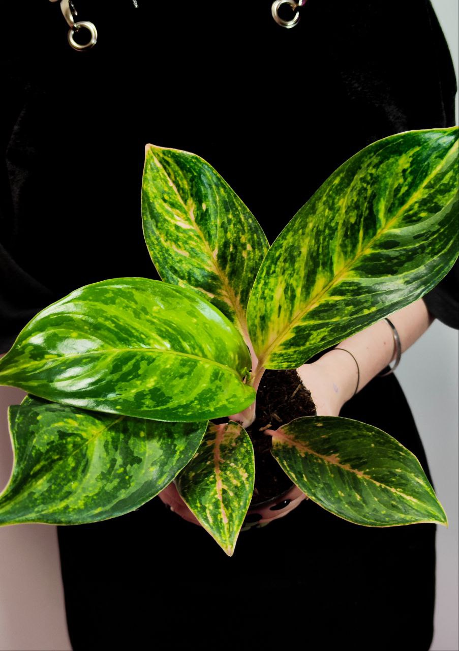 Аглаонема Пич Перл (Aglaonema Peach Pearl) D12см