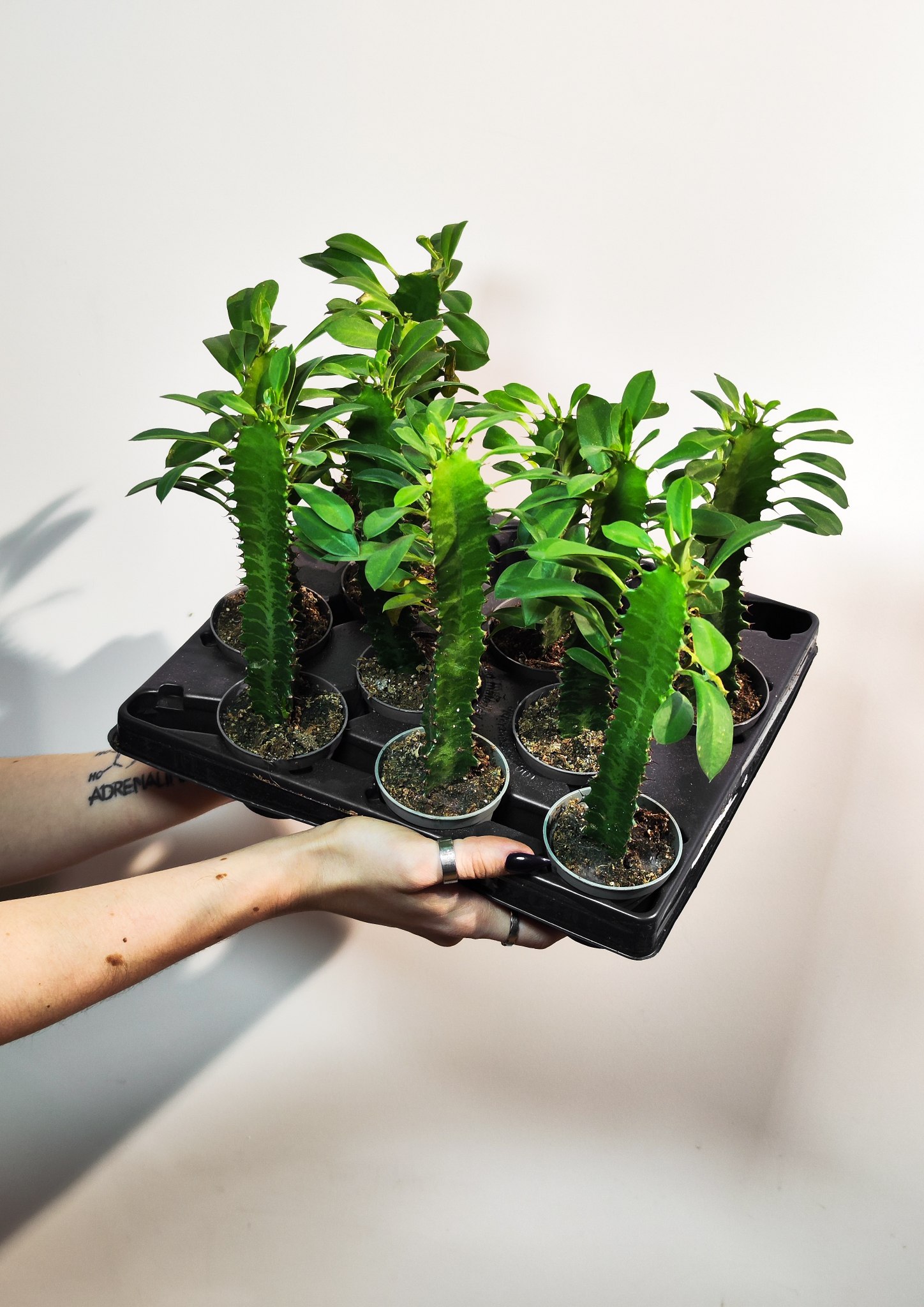 Эуфорбия Тригона, или Молочай Трёхгранный (Euphorbia Trigona) D6см