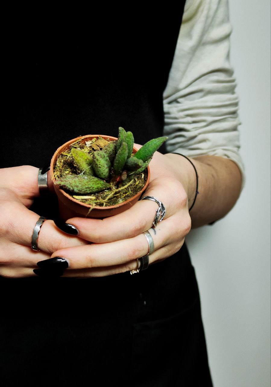 Адромискус Мариане Антидоркатум (Adromischus Marianae Antidorcatum) D5см