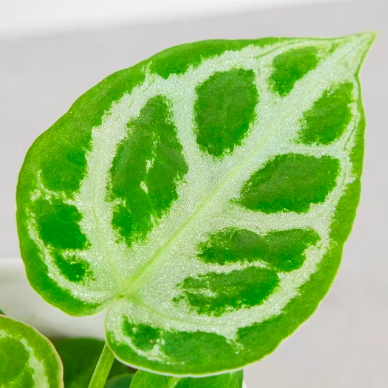 Антуриум Сильвер Блаш (Anthurium Silver Blush) D6см