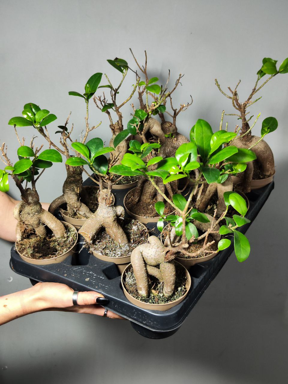Бонсай Фикус Микрокарпа (Ficus Microcarpa) D9см УЦЕНКА