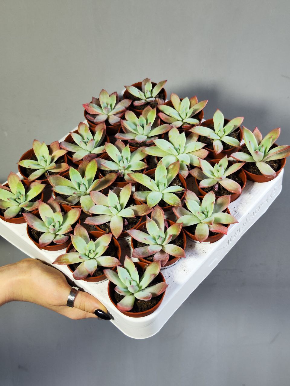 Эхеверия Колората Брандта (Echeveria Colorata Brandtii) D5см