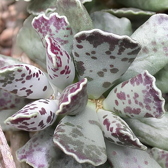 Адромискус Купера (Adromischus Cooperii) D5см