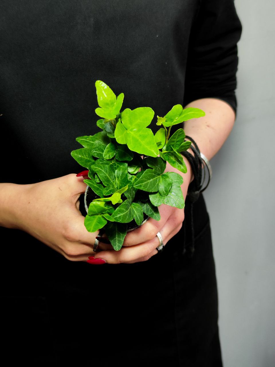 Хедера Хеликс Грин, Плющ (Hedera Helix Green) D6см
